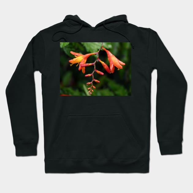 Montbretia Hoodie by FollowHedgehog